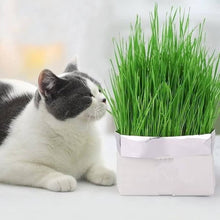 Load image into Gallery viewer, CAT GRASS 170GR