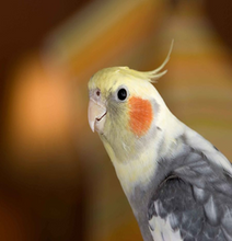 Load image into Gallery viewer, UKRAINE-LOVE BIRD/COCKATIAL  MIX WITHOUT VITAMIN 20KG