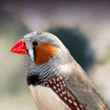Load image into Gallery viewer, UKRAINE-FINCH MIX WITHOUT VITAMIN 20KGX2BAG