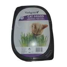 Load image into Gallery viewer, CAT GRASS 170GR