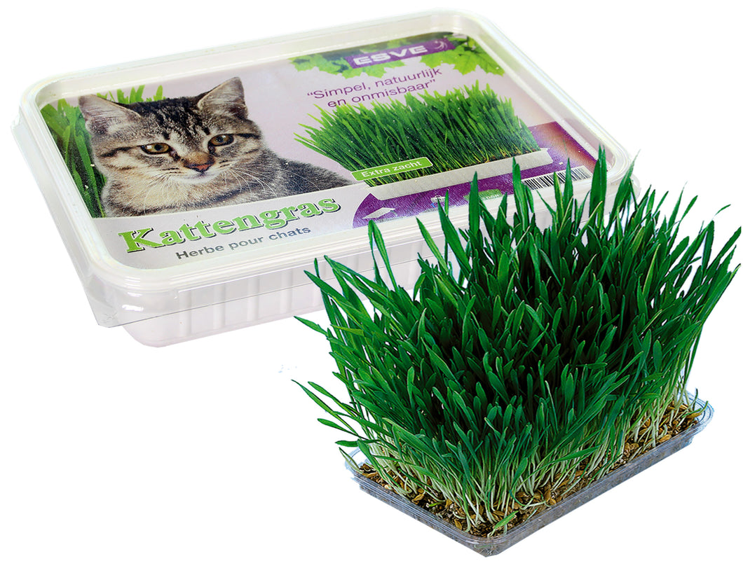 CAT GRASS 120 GR (13214)